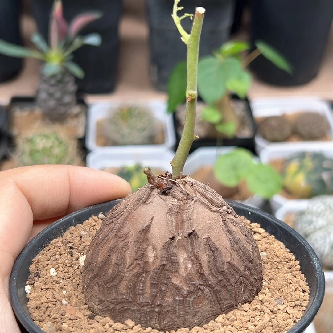 无花朵南非龟甲龙实生球一颗5.5CM