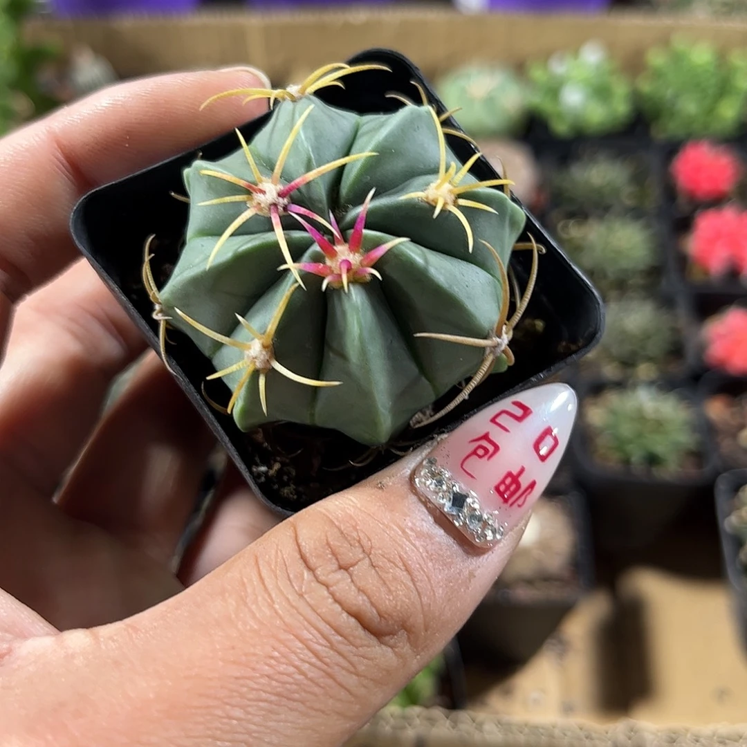 赤诚单头发货单头