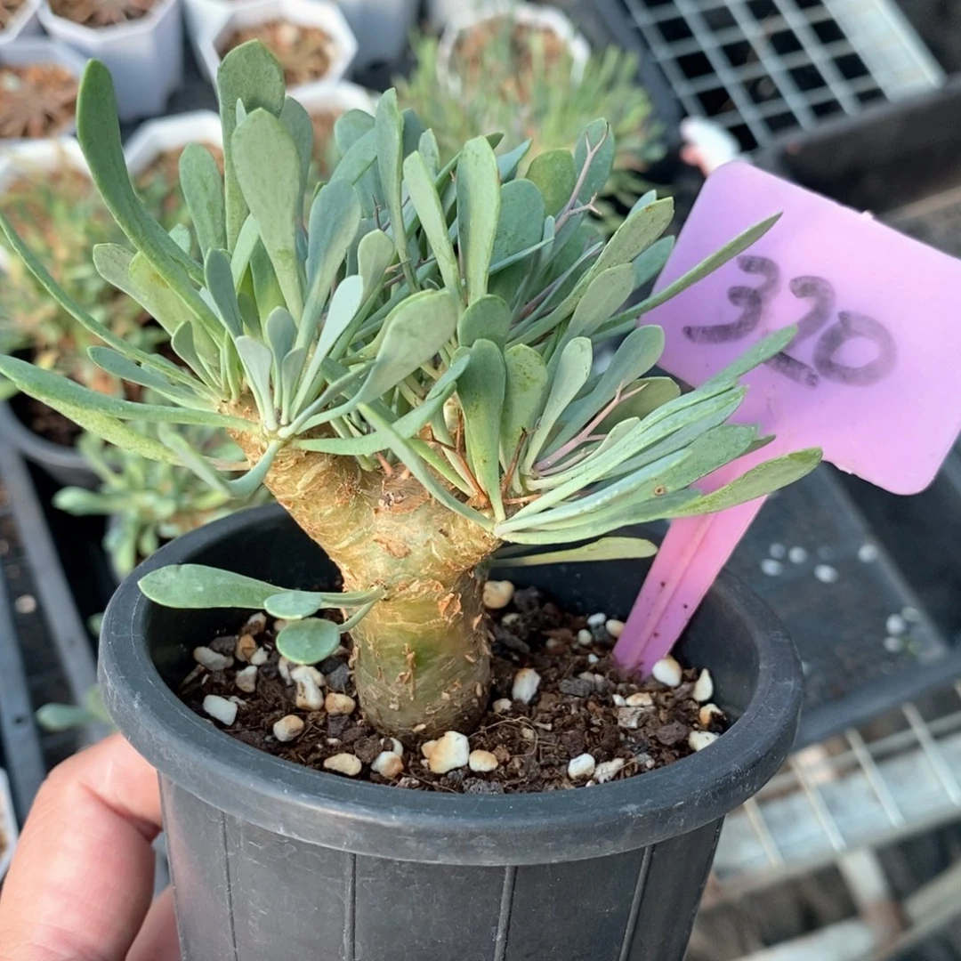 黑鬼殿后墩菊多肉植物