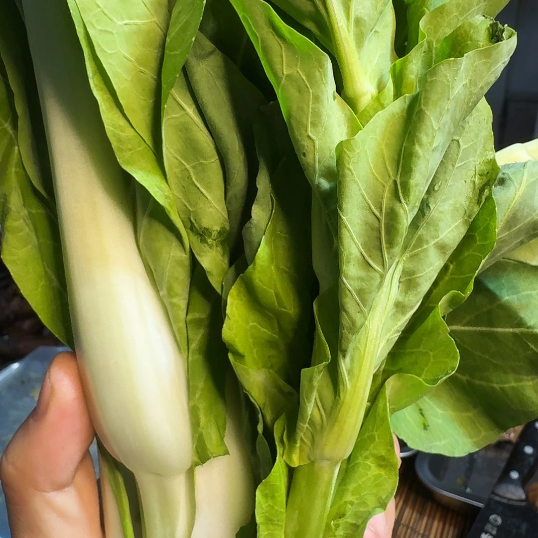 怡***儿白菜中国大陆青菜
