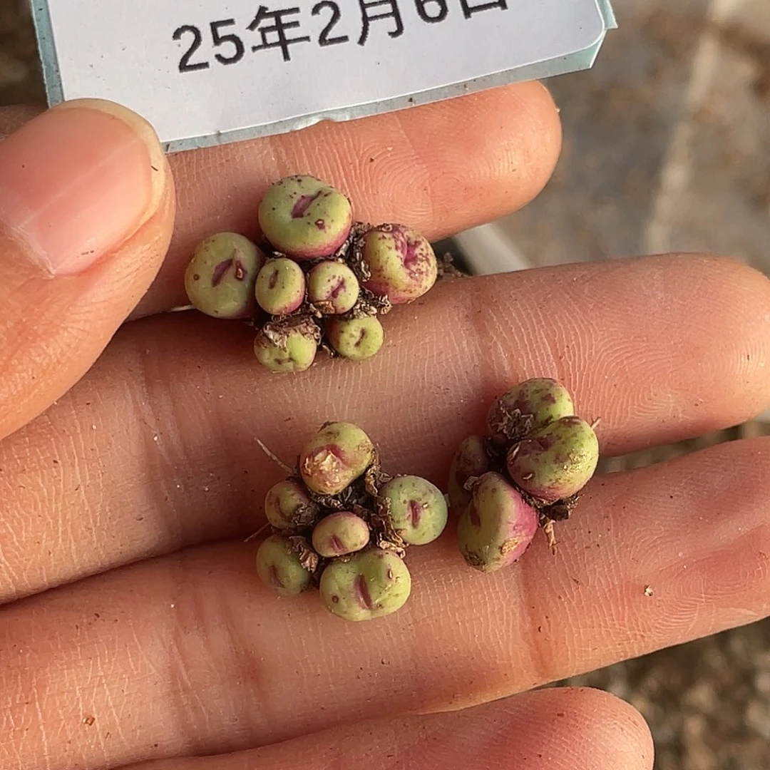 5**96-112肉锥多肉植物