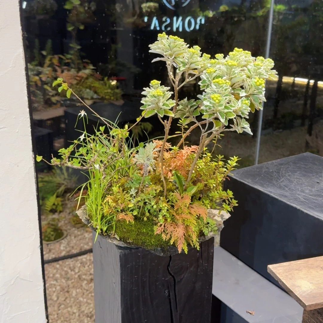 无花朵山野草石片盆