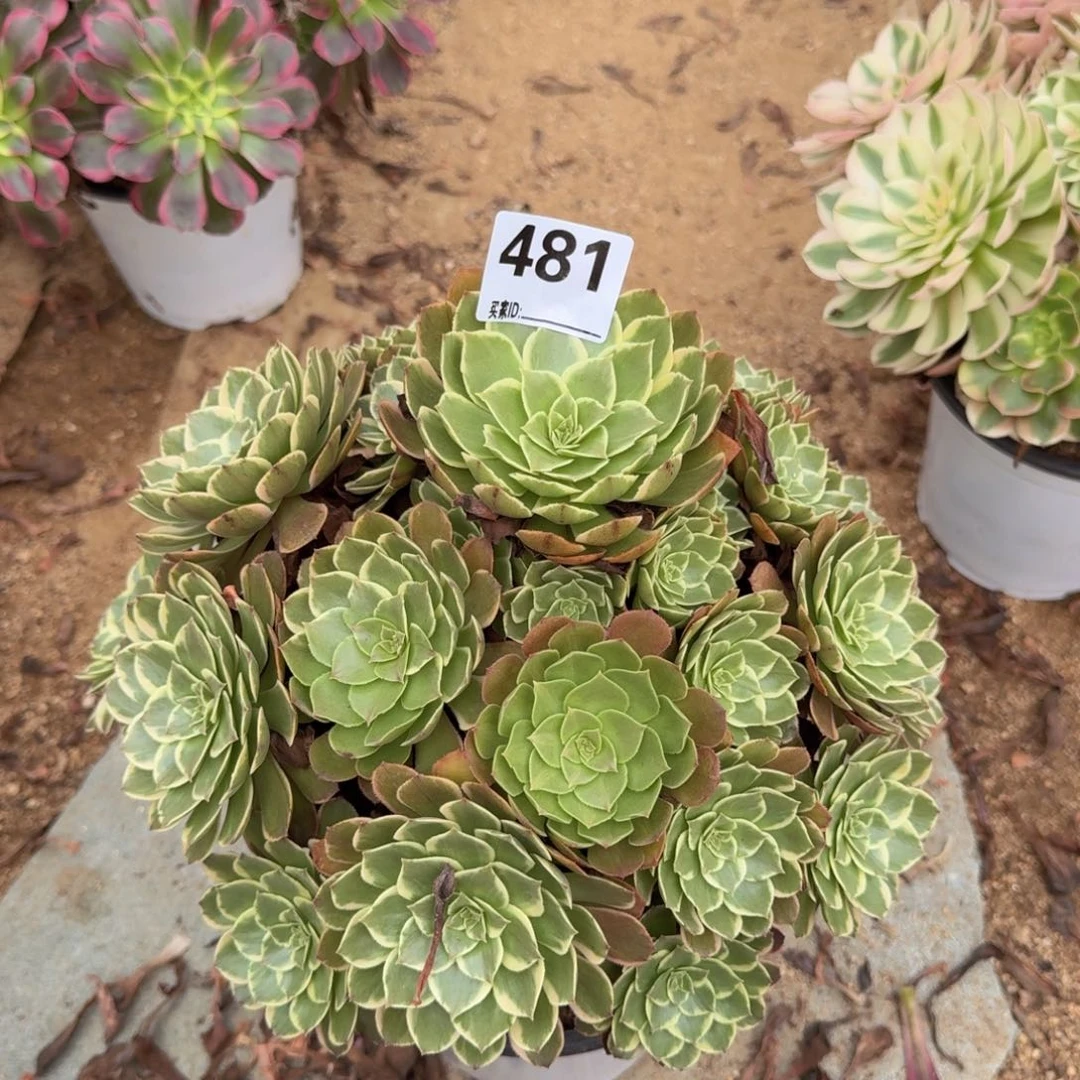 481粉花妖多肉植物