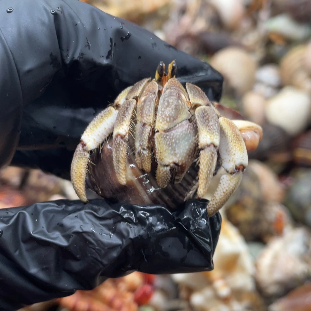 不退不换谢谢支持8