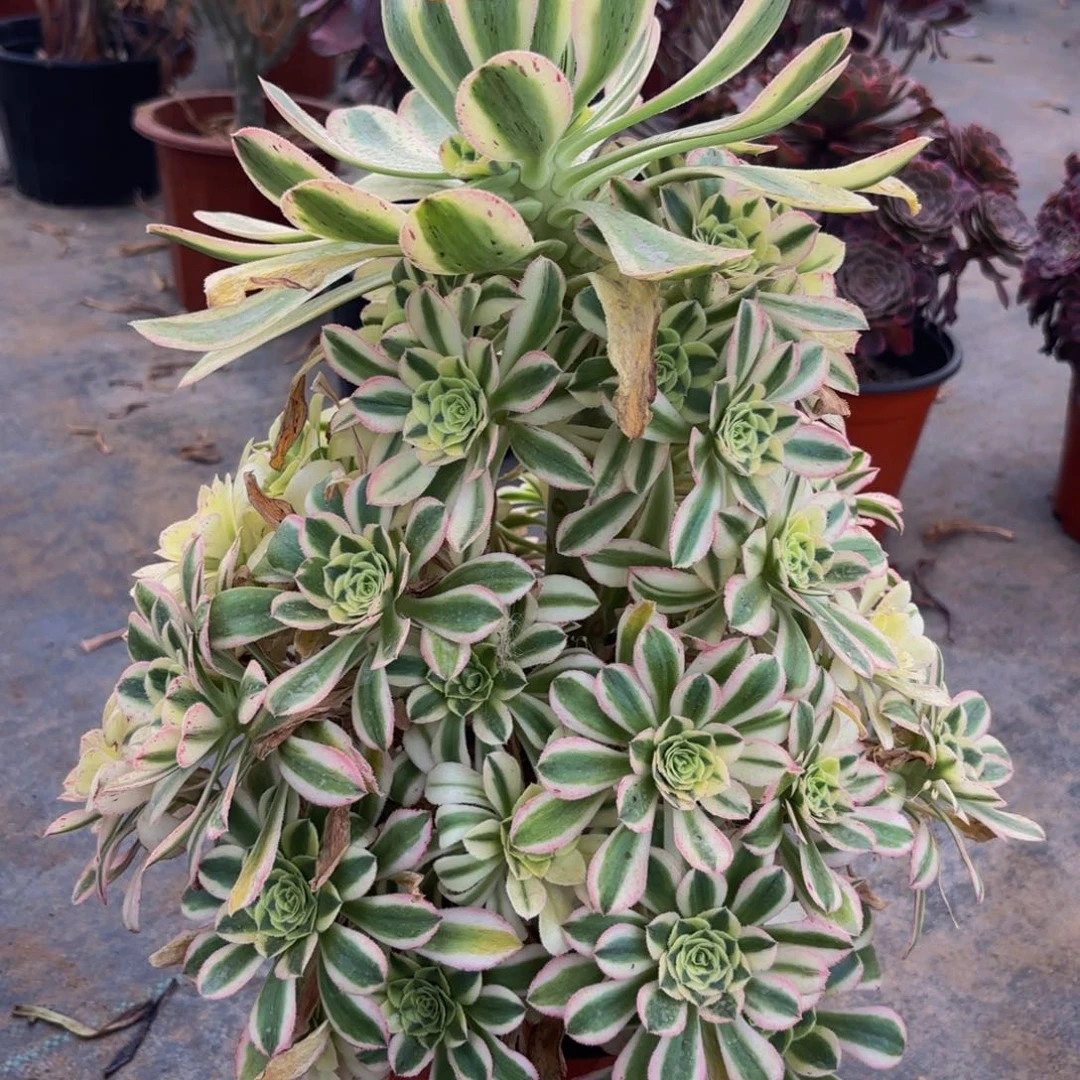 无花朵白兰迪法师多肉植物