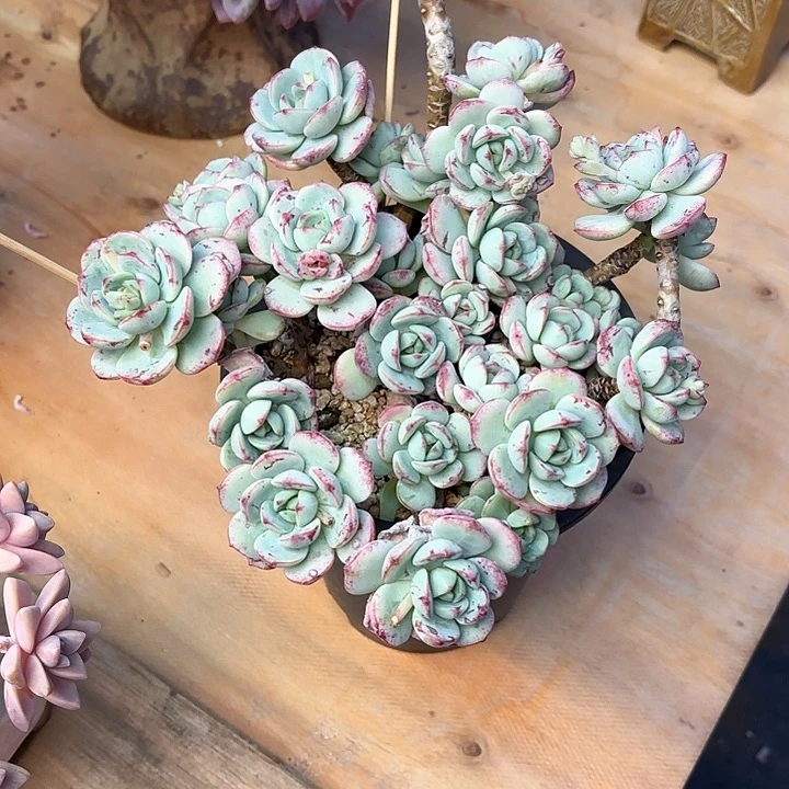 多肉植物，香草一颗