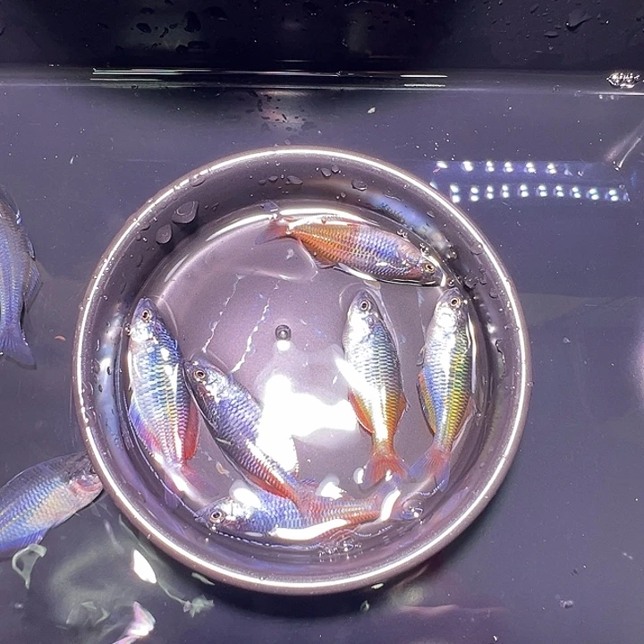 虎皮鱼石美人1条装