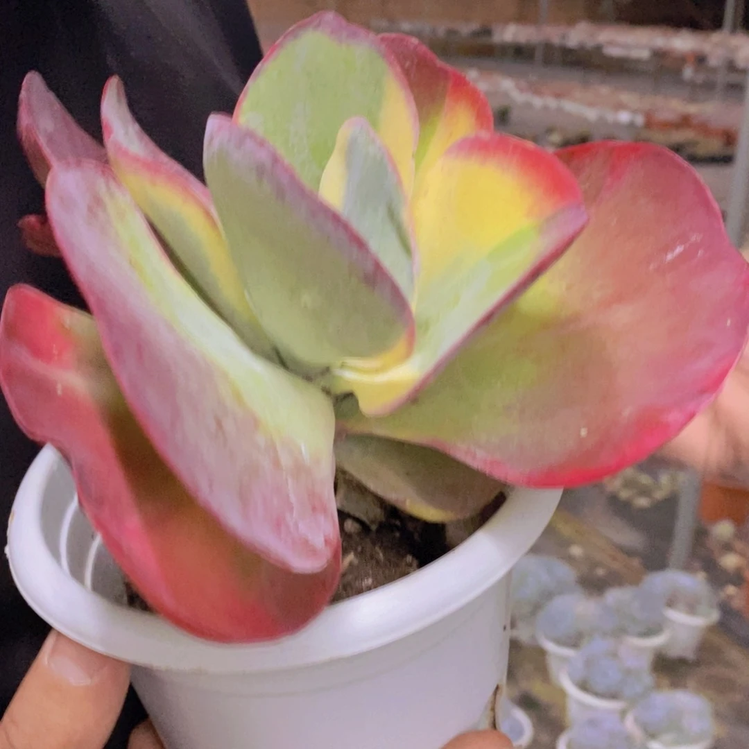 唐印锦大单头老桩，八亩地