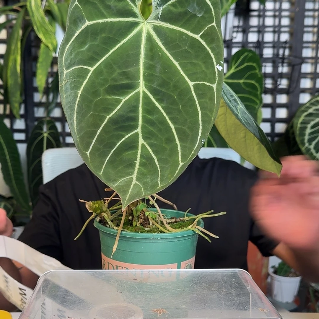 无花朵一物一拍W43