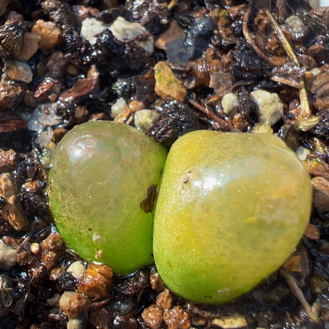 209多肉植物百科植物
