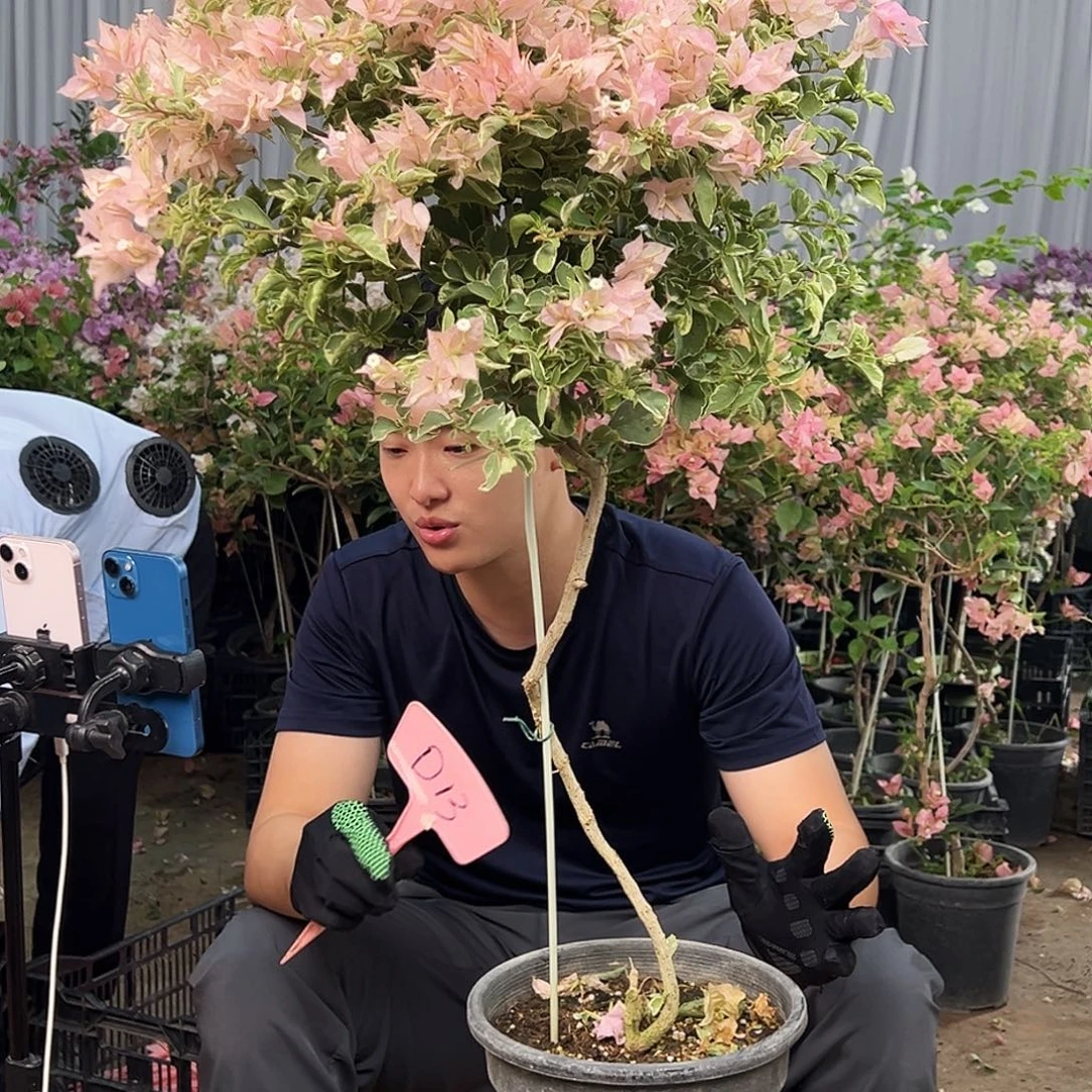 蕊***童大部分花苞少量开放D13少女心