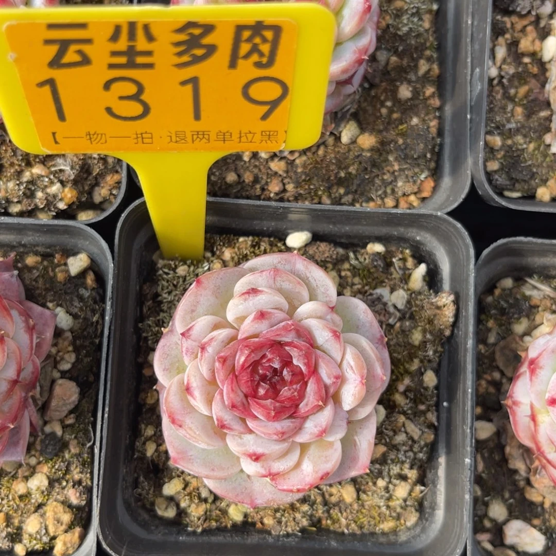 云尘多肉一物一拍1391，