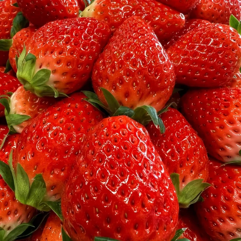 室内室外黑珍珠玄玉丹东99草莓苗花卉好养活基地直销绿植盆栽秧苗