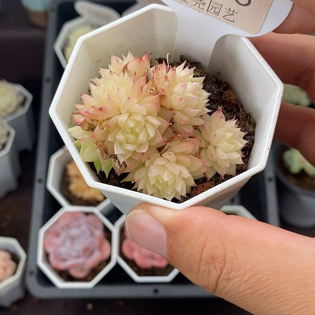 0263 麦秆群 5cm
