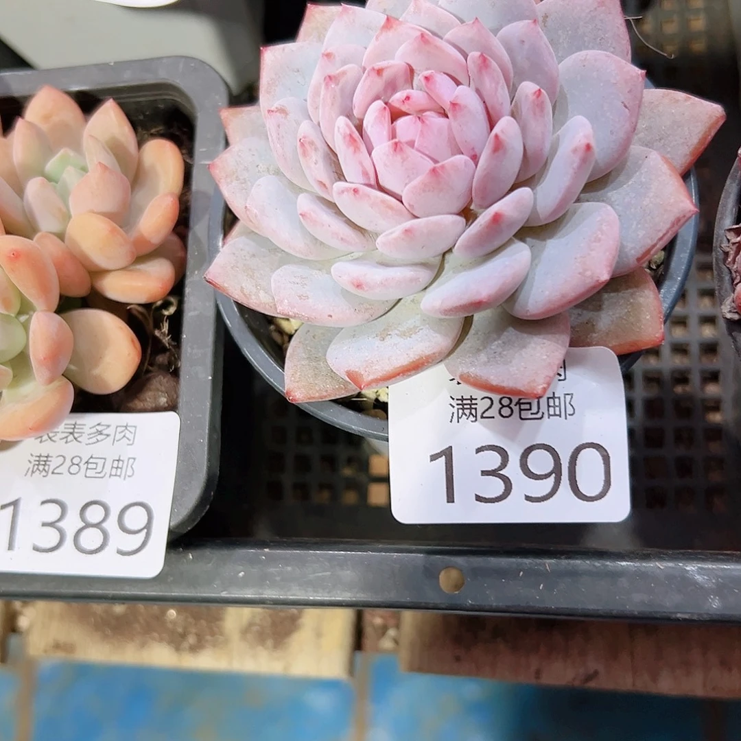 独***舟多肉一物一拍植物1390