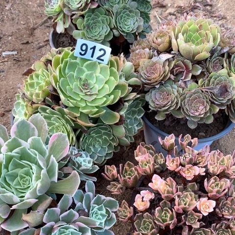 ****生花月夜桃花石女妖甜茶912