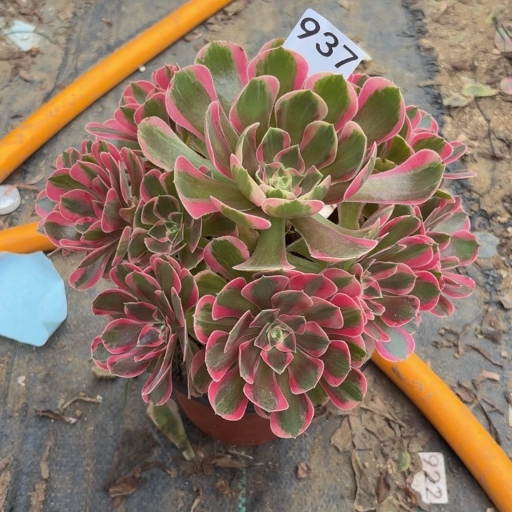 粉女郎多肉植物不包损937杆不直