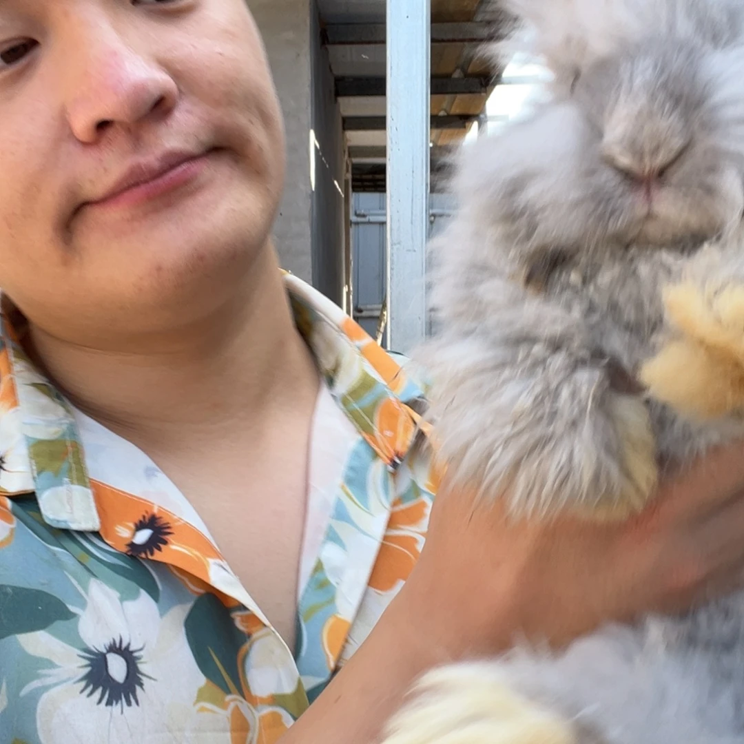 双血统英系安哥拉兔子