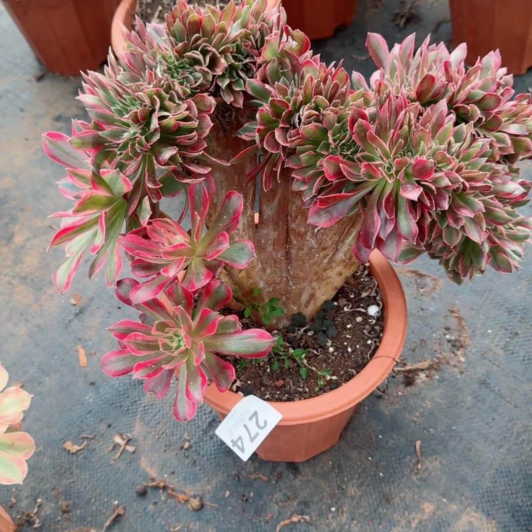 274粉女郎缀化多肉植物满28包邮