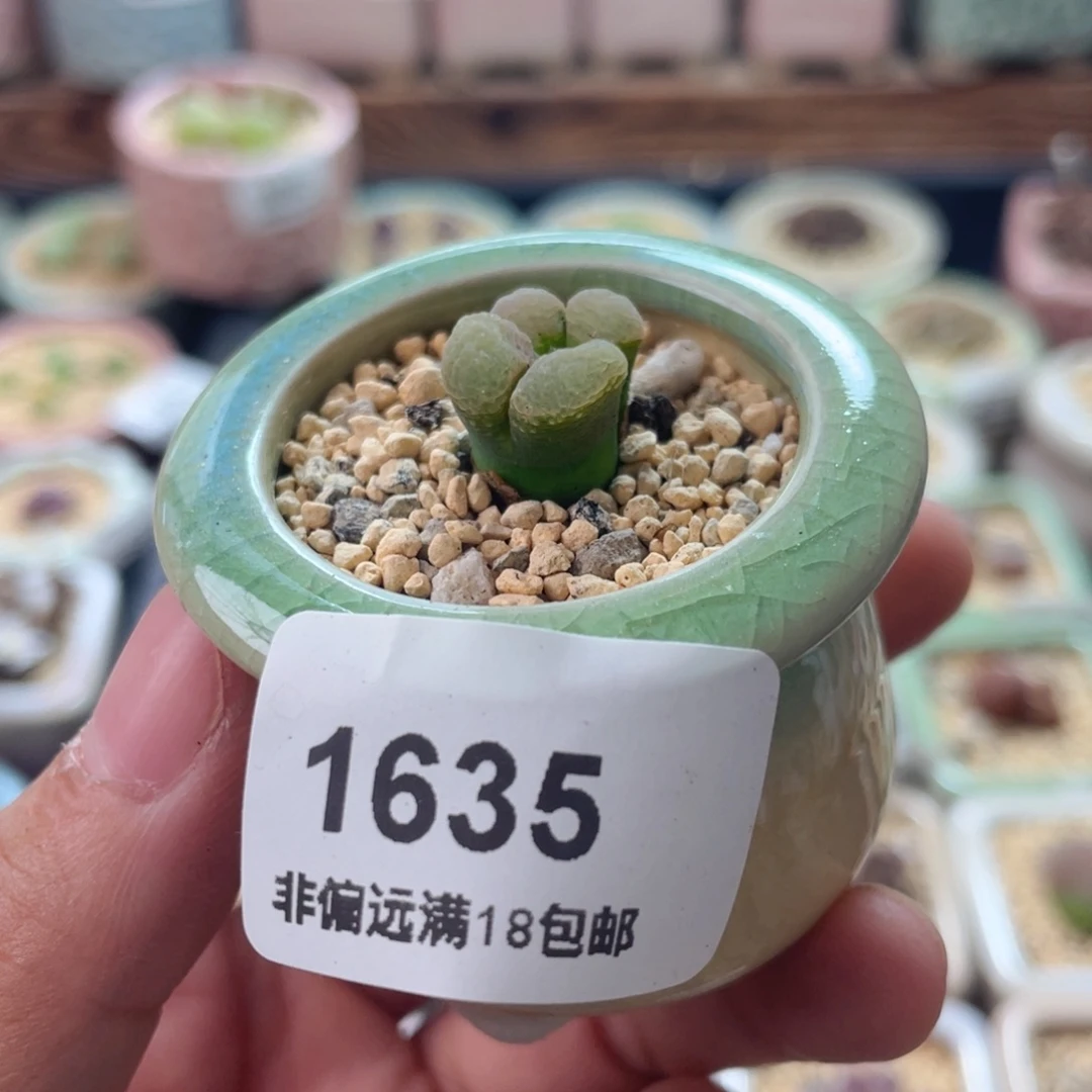 无花朵1635- 一物一拍 带盆 樱花