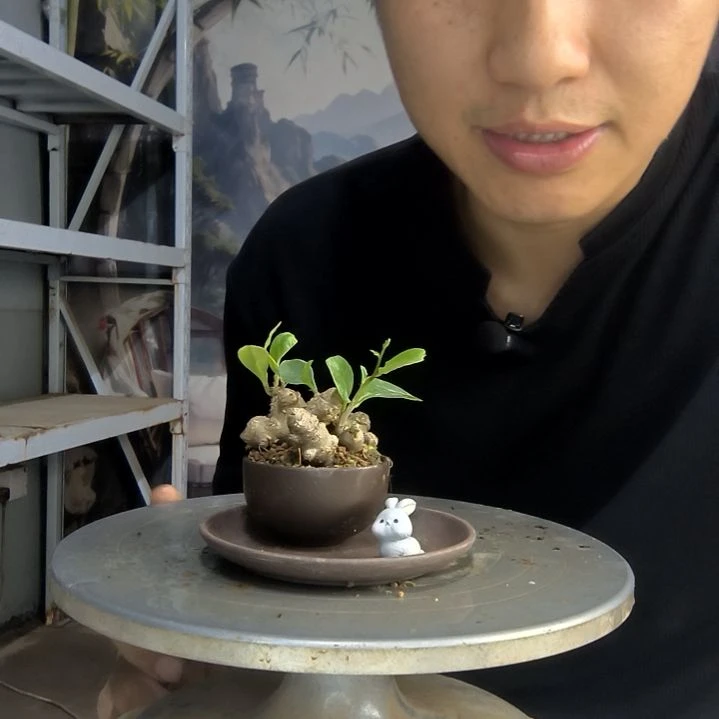 用****3中青园艺一物一拍153