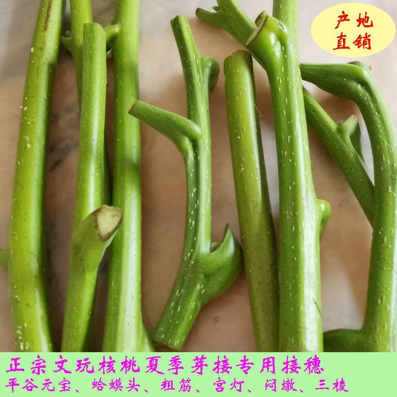 文玩核桃嫁接接穗嫁接枝条看好选项在下单包真