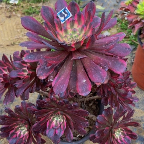 红金刚朵朵多肉95多肉不包断