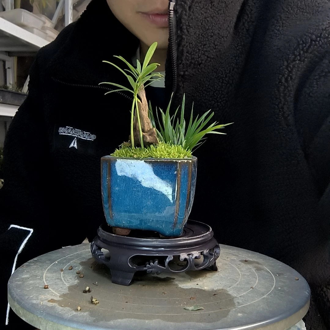 小**1小盆景小植物一物一拍140