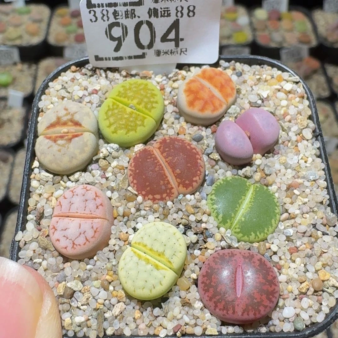 Ssss精品生石花904