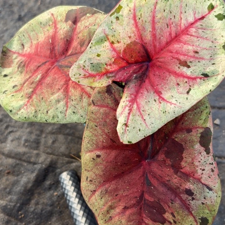 完全开放泰国彩叶芋8