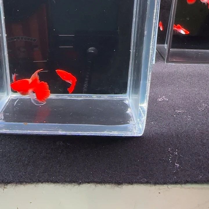 孔雀鱼鸿运当头战船
