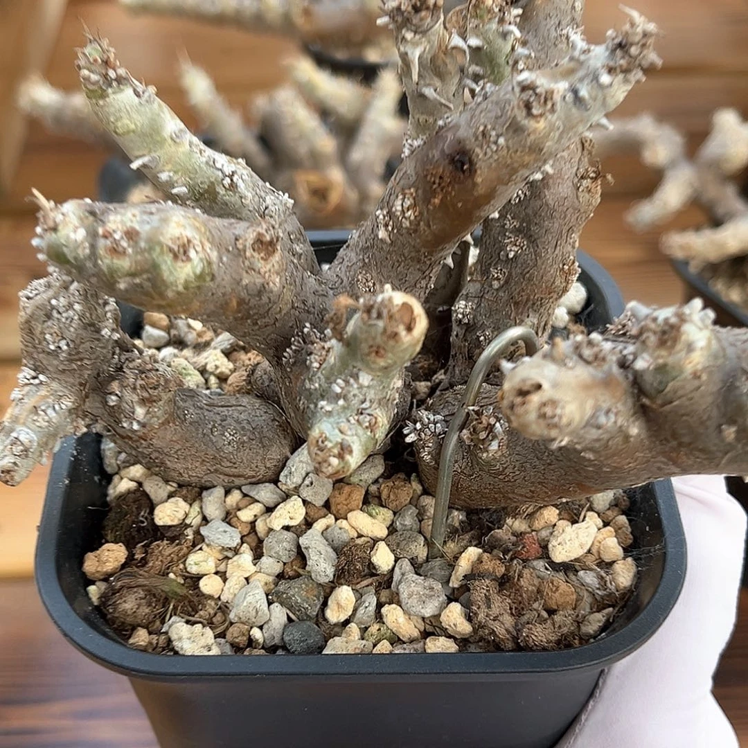 潮流植物产地黑皮月，珊瑚款