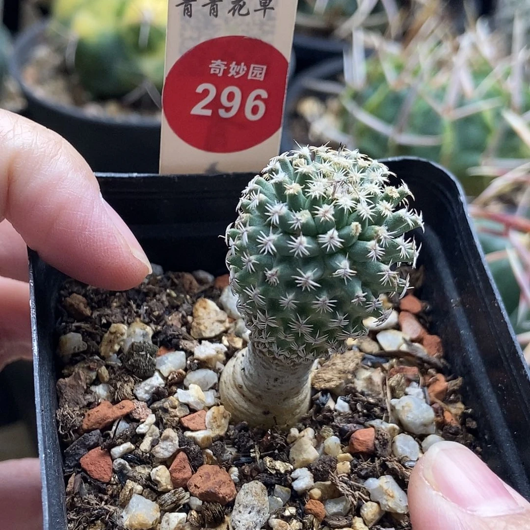 实生海胆娇丽2.4cm