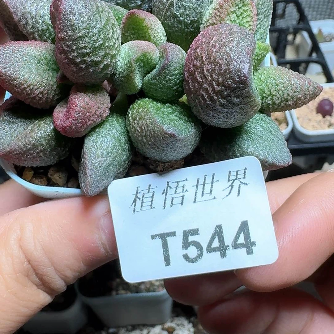 544盒多肉植物哇cv