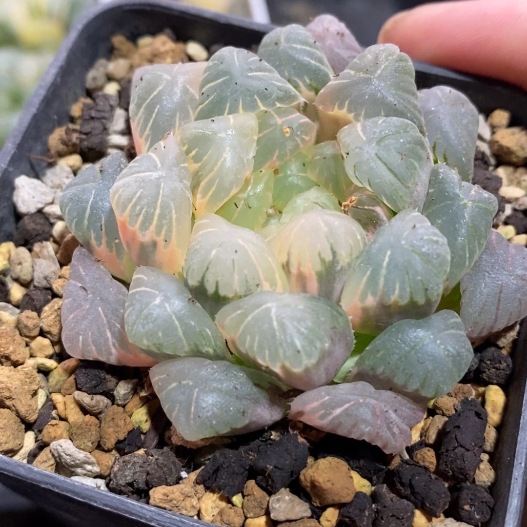 一颗湖水玉露锦。新年福利