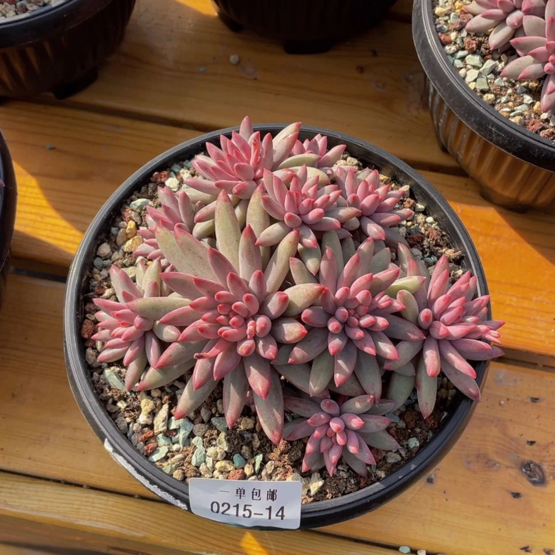 ?0215-14-虞美人。。。。。？