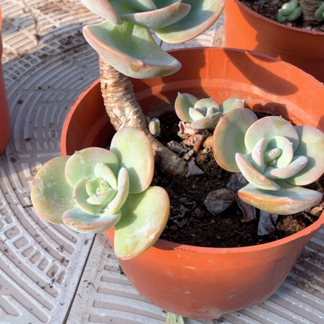 【闪购商品】无花朵开****?