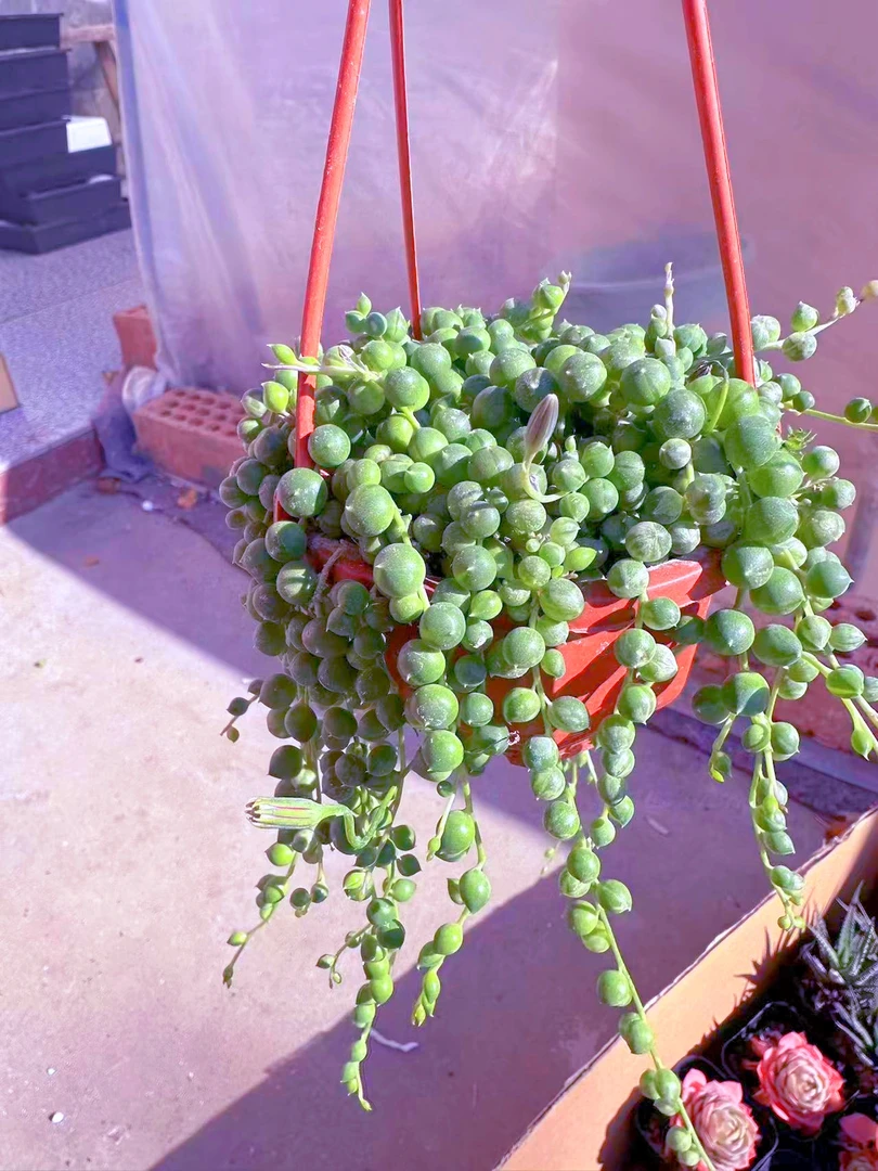 精品佛珠多肉植物（满9.9元包邮发货）