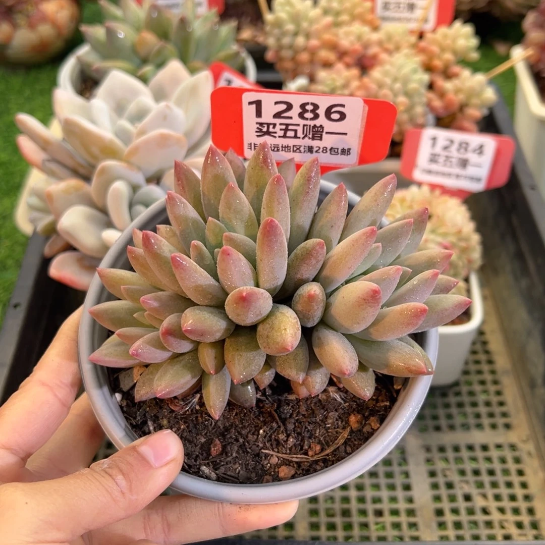 表妹精品多肉1286.