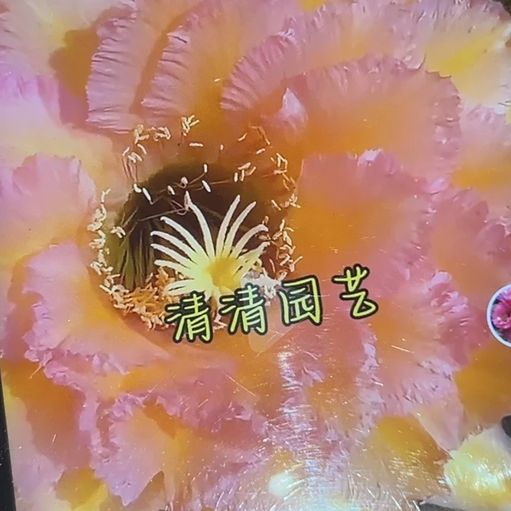清清1-021侧牙瑕疵有黑点