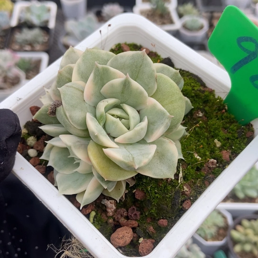 987昂锦多肉植物