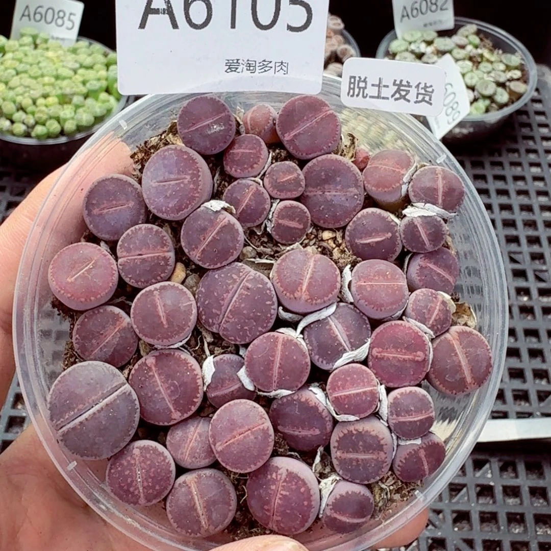 6105—生石花  生石花