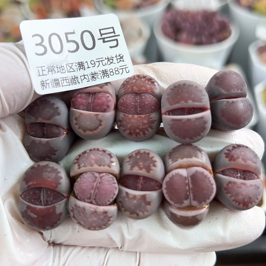 好养易活生石花大母本3050