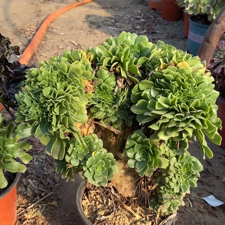 绿羊绒缀多肉植物14。