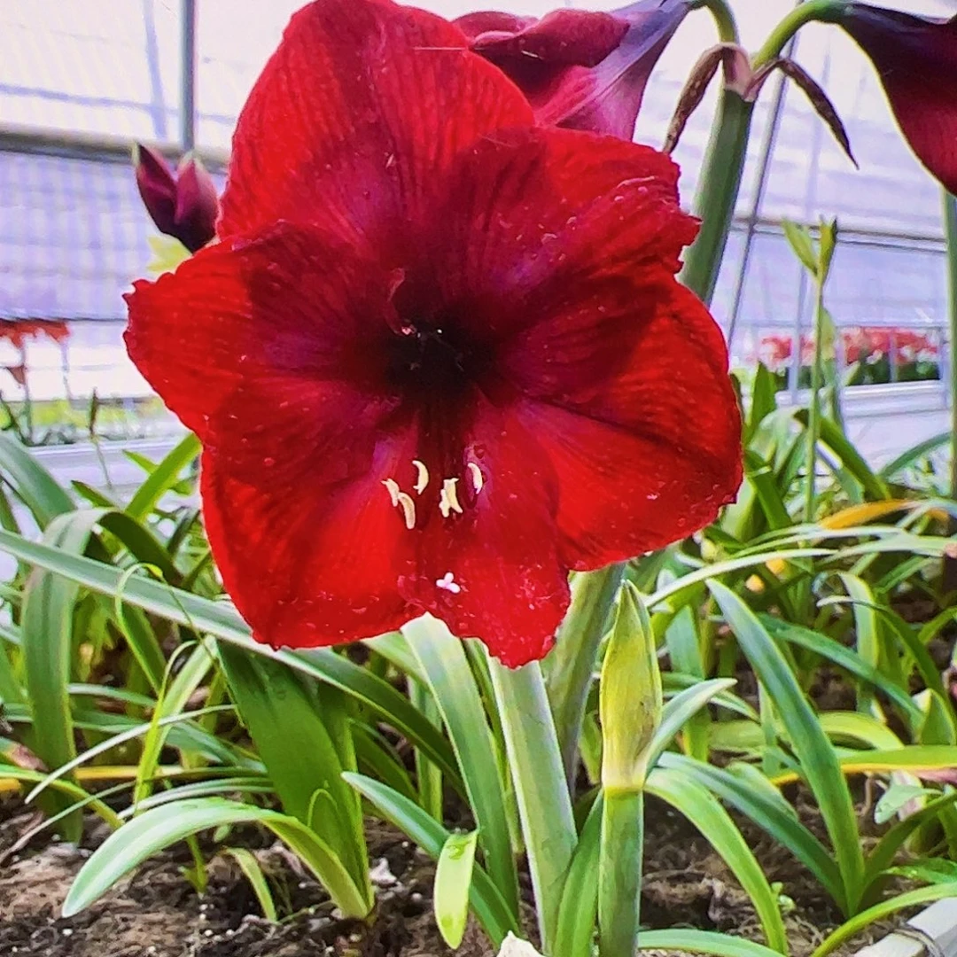 朱顶红尚阿郎5-6cm