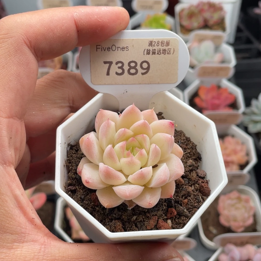 桃熏女王7389-4.5厘米