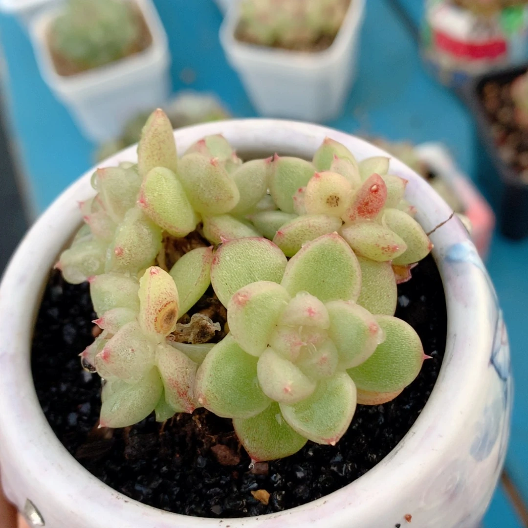 58包邮  群生不包整74