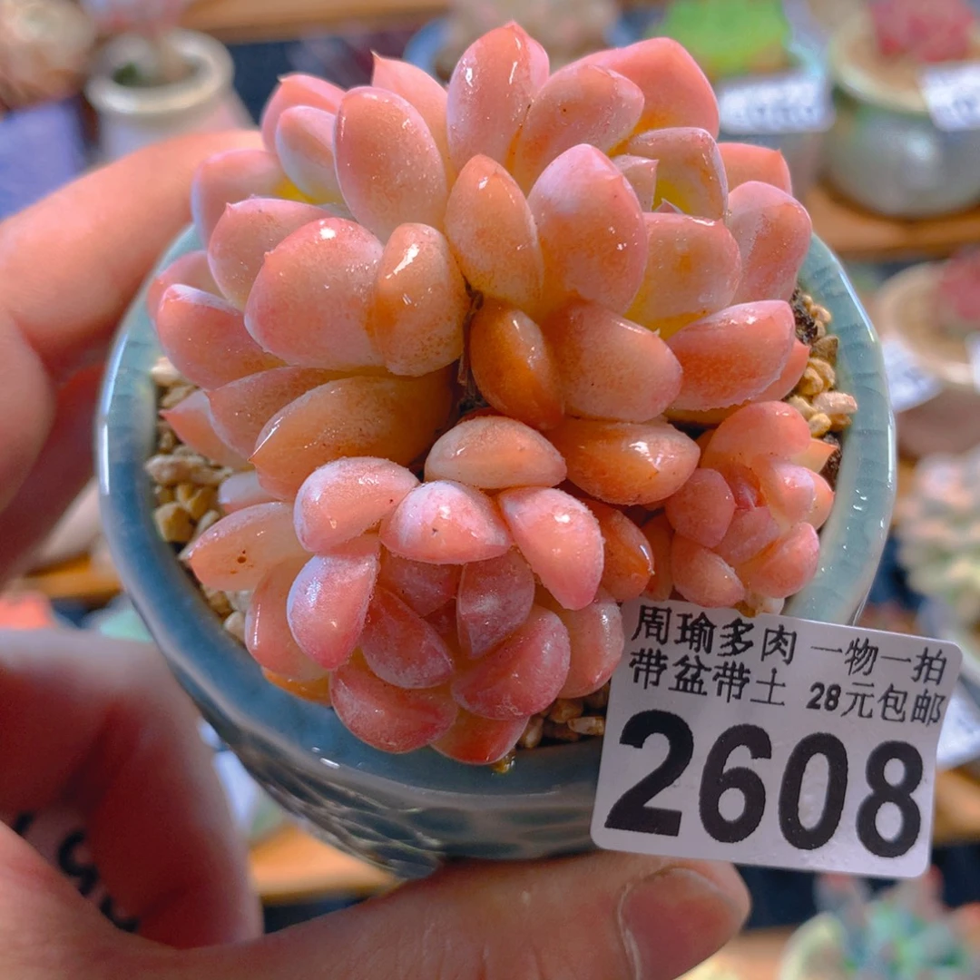 精控多肉植物2608