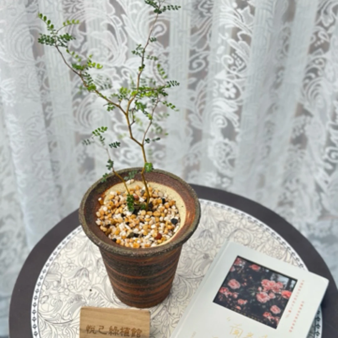 童话树新西兰刺槐小叶精致室内耐寒带盆发货