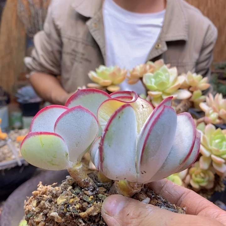v***笑286号白眉多肉植物